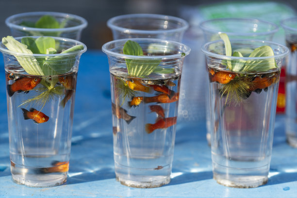 在泰国街头市场，活的装饰鱼在一个塑料杯子里出售图片下载