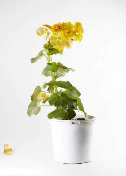 白色的背景上，白色的花盆里，一朵盛开的黄色秋海棠花图片下载