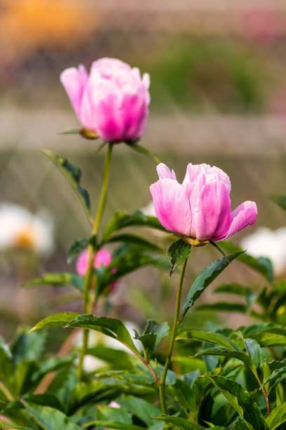 盛开的玫瑰图片下载