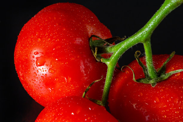 照片上的西红柿与水滴在黑色的背景图片下载