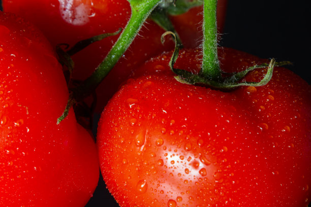 照片上的西红柿与水滴在黑色的背景图片下载