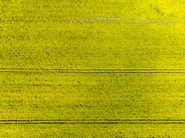 背景是一片菜籽田图片下载