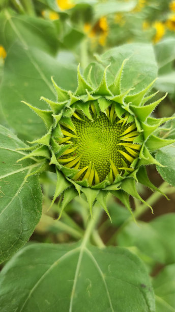 向日葵图片下载