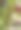 在希腊伊维亚岛的树枝上的杏仁水果特写图片下载