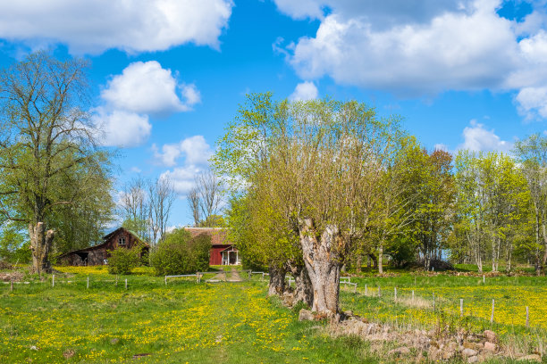 在乡村景观中被砍伐的树木图片下载