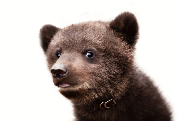 一个非常可爱和有趣的小泰迪熊的肖像，他正在看着相机。孤立在白色的。图片下载