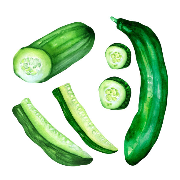 黄瓜片套绿色蔬菜水彩插图图片下载