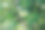 在阳光明媚的夏天，在野生花园农场的牧场上种植的无花果树或无花果树的分枝上的绿色未成熟的无花果果实图片下载