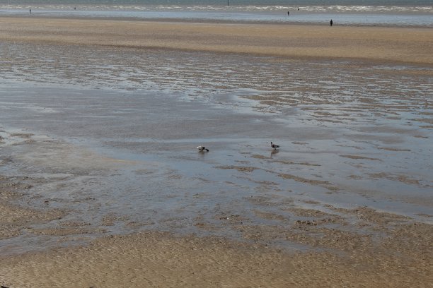 利物浦克罗斯比海滩的风景照片。退潮时鸟儿在水里玩耍图片下载