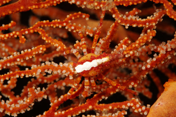 热带螃蟹，色斑蟹图片下载