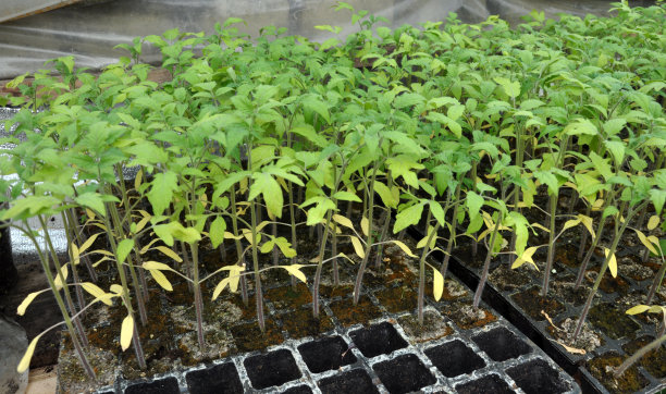 在塑料花盆和盒式磁带中种植番茄幼苗图片下载