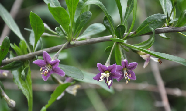 枸杞开花图片下载