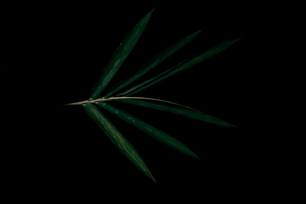 叶和黑色图片下载