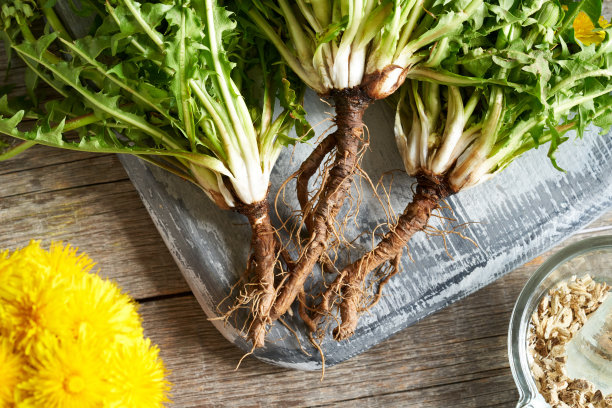 蒲公英根和新鲜的蒲公英花图片下载