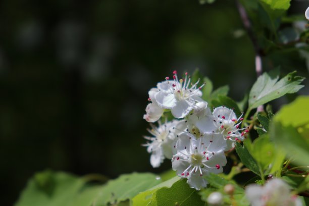 山楂植物春天开花图片下载