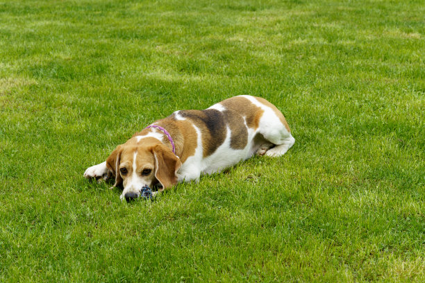 可爱的树色小猎犬躺在绿色的草地上玩玩具图片下载
