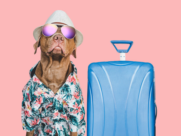 可爱的，漂亮的棕色小狗穿着夏威夷衬衫图片下载