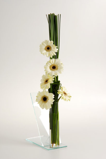 现代白色非洲菊菊排列在透明玻璃花瓶，孤立图片下载
