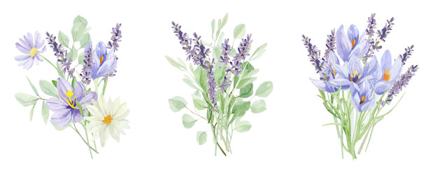 水彩花束设置与藏红花和薰衣草，野花，绿叶，婚礼邀请，贺卡，婴儿淋浴，旗帜，标志设计。美丽的插图。图片下载