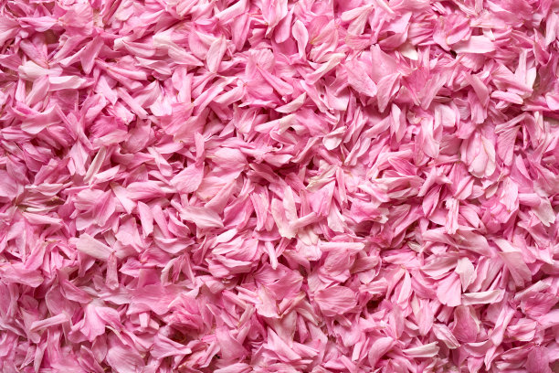 背景是粉红色的观赞樱花在春天图片下载