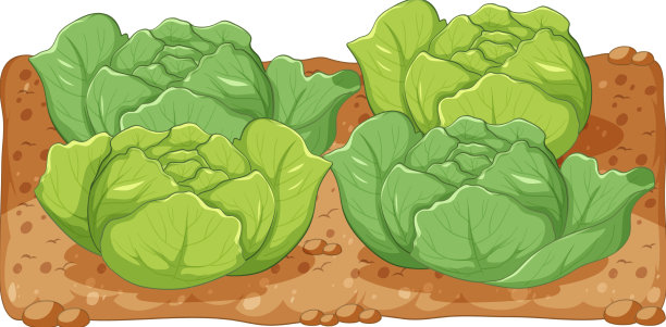 白色背景土壤中的卷心菜图片下载