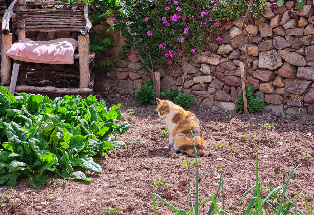 猫坐在花园里图片下载