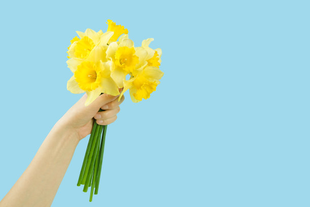 黄水仙花的花束，水仙花在女性手中的蓝色背景图片下载