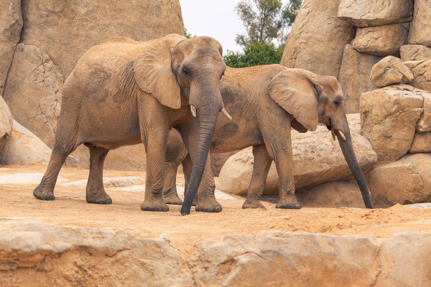 非洲象图片下载