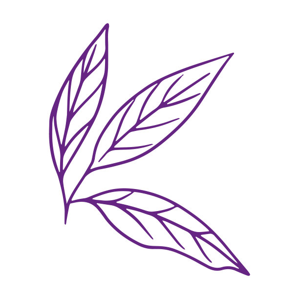 柠檬树的叶子轮廓在白色背景上分离图片下载