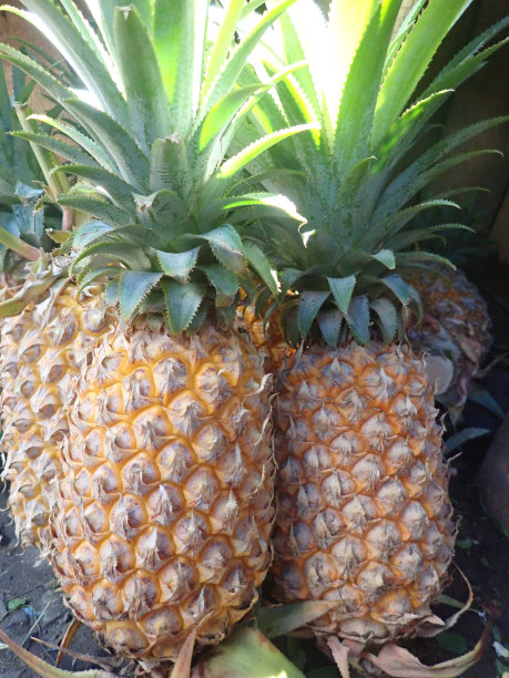 传统市场上的印尼新鲜菠萝图片下载