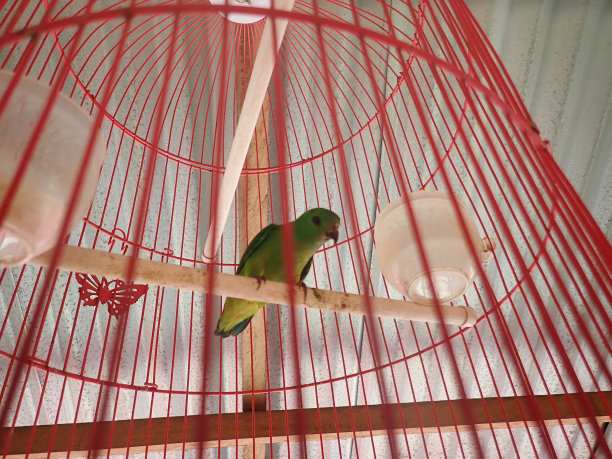 鸟笼里美丽的爱情鸟图片下载