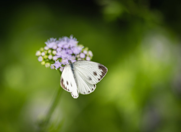 自然的蝴蝶和花在花园里图片下载