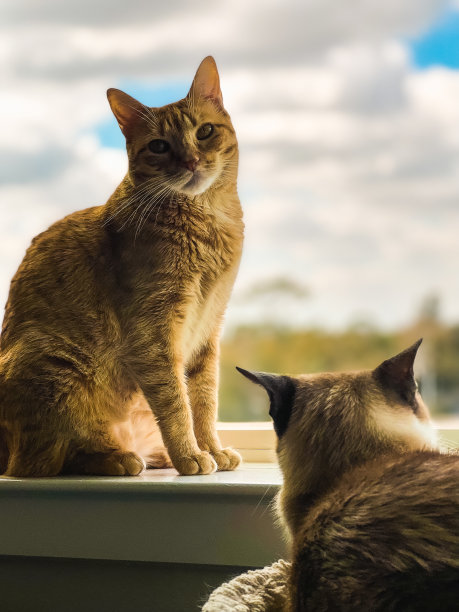 佛罗里达的海滩和城市图片下载