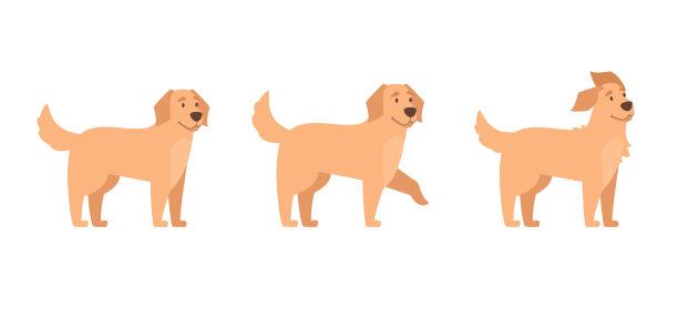 金毛猎犬set狗站在给一个爪子图片下载