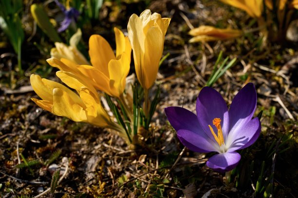 具雌蕊的彩色的花蕊图片下载