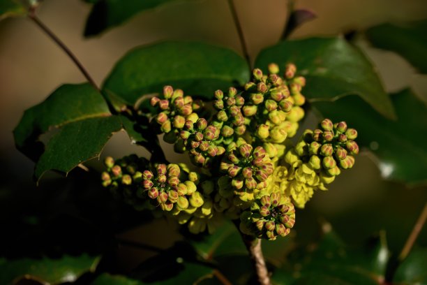 阳光下奇异的黄色球形花蕾图片下载
