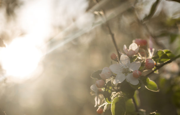盛开的苹果树花粉红色的夕阳背景图片下载