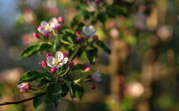 盛开的苹果树花粉红色的夕阳背景图片下载
