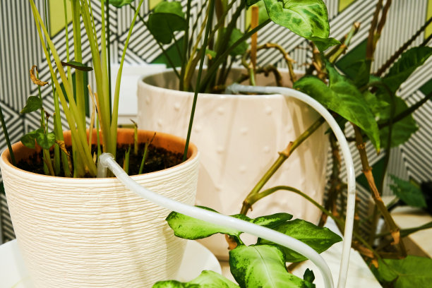 室内植物的自动滴灌系统图片下载