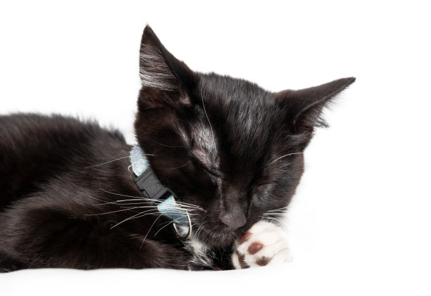 孤立的小猫在睡觉，靠近点。图片下载