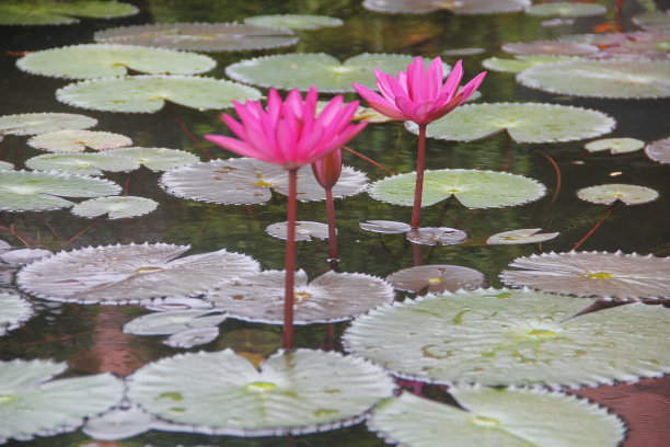 美丽的红荷花在水中图片下载
