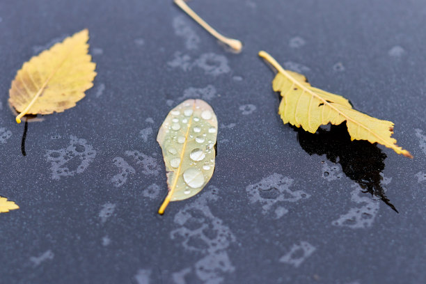 雨点落在汽车引擎盖上的落叶上图片下载