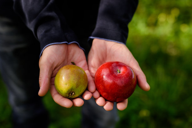 农民手里捧着漂亮可口的红苹果和绿梨。秋收在花园外面。图片下载