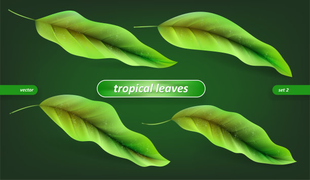 热带叶，叶集孤立在绿色背景。矢量插图，花卉元素图片下载