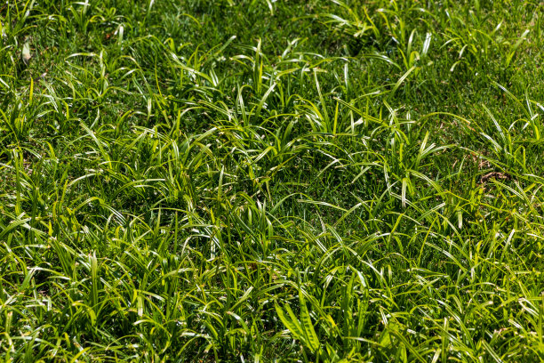 绿草覆盖大地图片下载