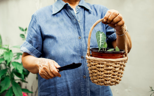 选择性地聚焦和特写退休老太太的手拿着铲子和花盆的植物。退休，爱好，环境和健康观念。图片下载