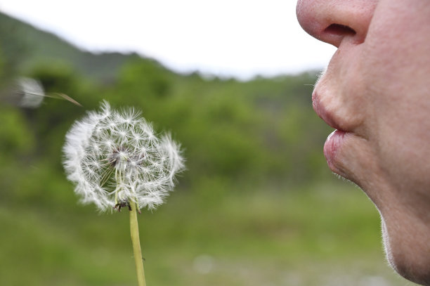 蒲公英，普通蒲公英图片下载