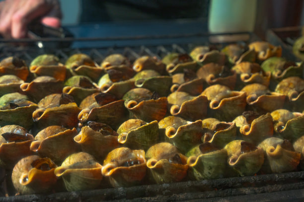 海螺壳图片下载