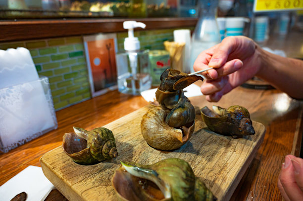 海螺壳图片下载