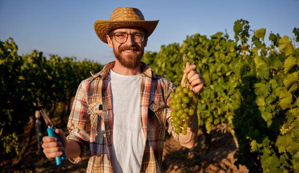 农夫在葡萄园里收集绿葡萄图片下载